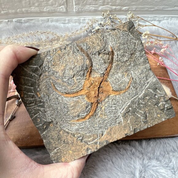 Beautiful Starfish Fossil in Matrix - Picture 1 of 5